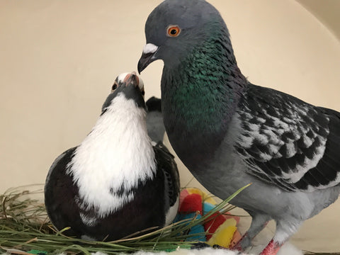 Love bird pigeons