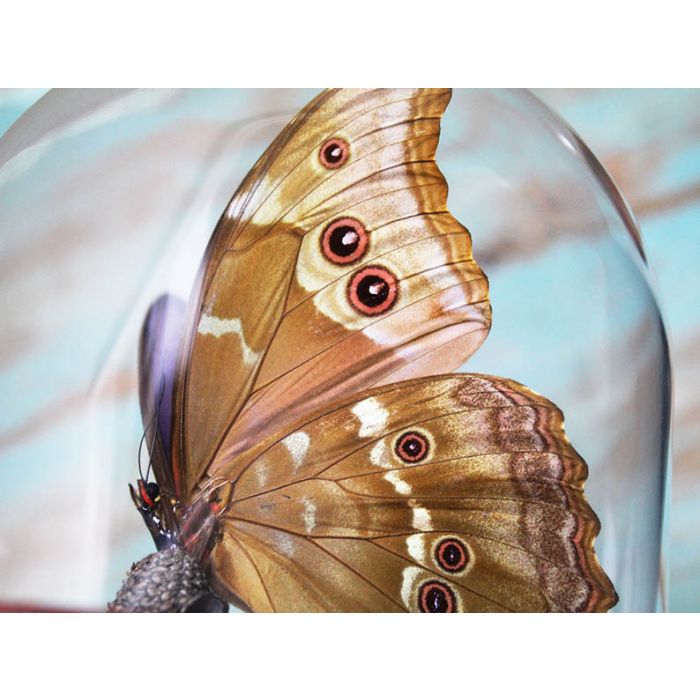 TAXIDERMY- Morpho didius Blue Morpho Butterfly Dome