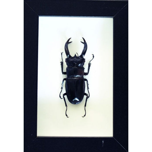 TAXIDERMY - Odontolabis dalmanni Stag Beetle