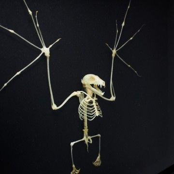 TAXIDERMY- Cynopterus brachyotis Skeleton in a Frame