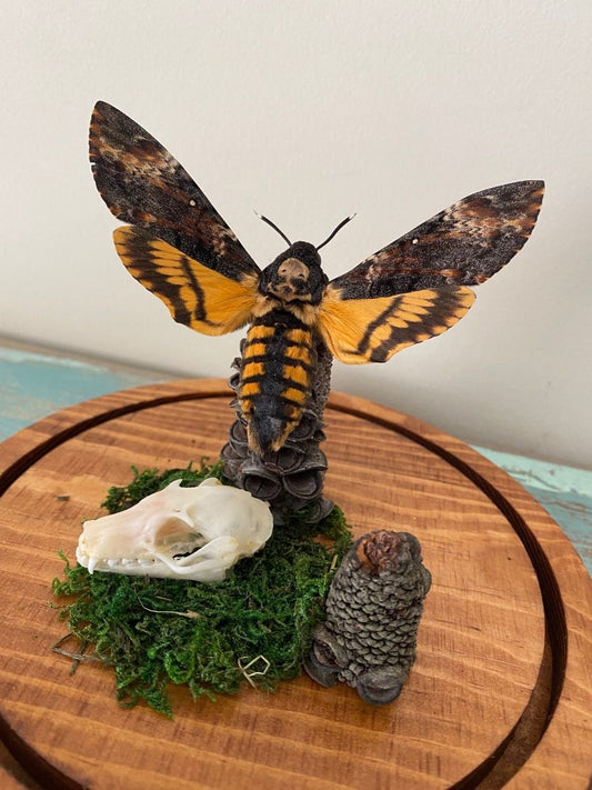 TAXIDERMY- Acherontia lachesis Death Head Moth in a Dome