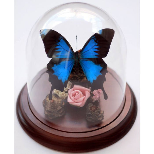 TAXIDERMY- Papilio ulysses Dunk Island Butterfly in a Decorative Dome