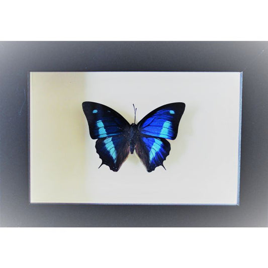 TAXIDERMY -  Anaea cyanea Blue Sky Butterfly