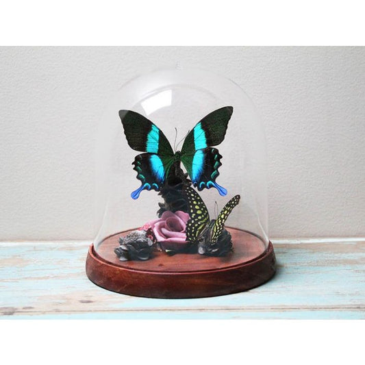 TAXIDERMY- Papilio blumei in a Decorative Dome