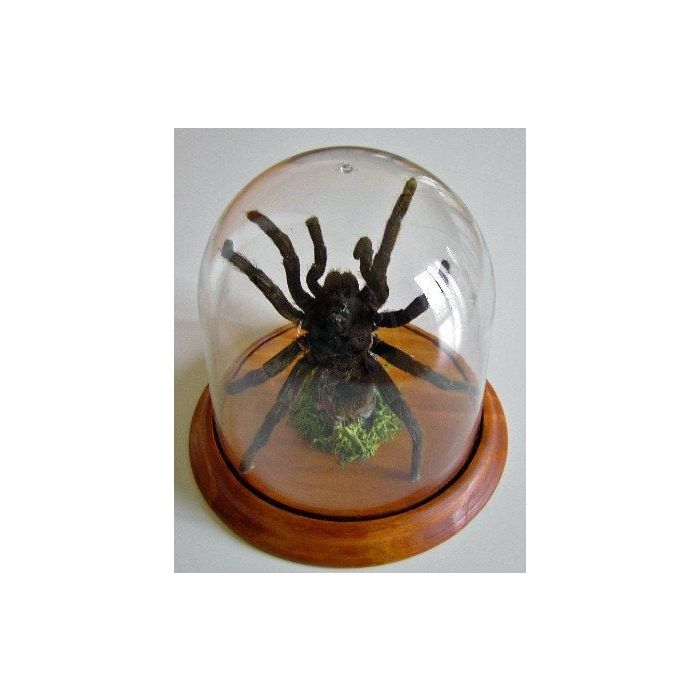 TAXIDERMY- Acanthoscurria juruenicola White Striped Tarantula in a Dome