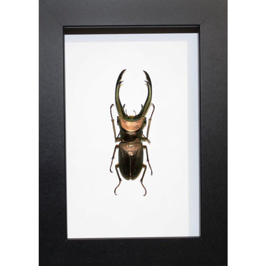 TAXIDERMY - Cyclommatus truncatus Stag Beetle