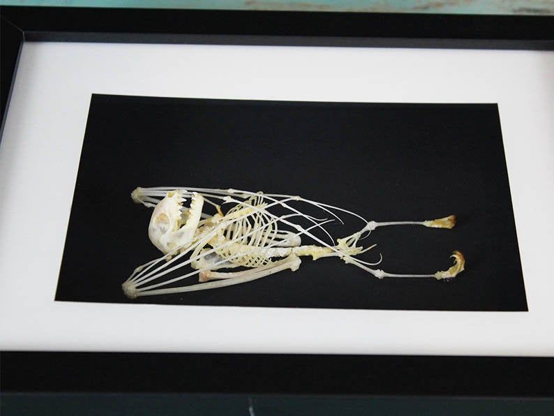 TAXIDERMY- Bat Skeleton Taxidermy in a Frame