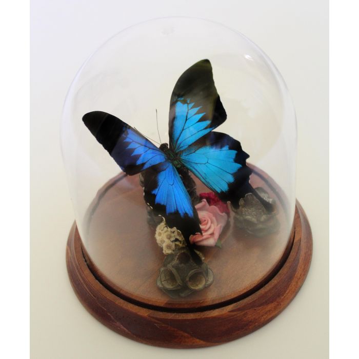 TAXIDERMY- Papilio ulysses Dunk Island Butterfly in a Decorative Dome