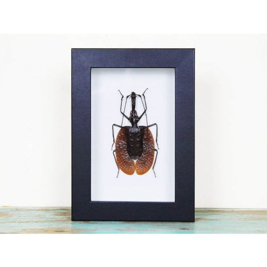 TAXIDERMY - Mormolyce tridens Violin Beetle
