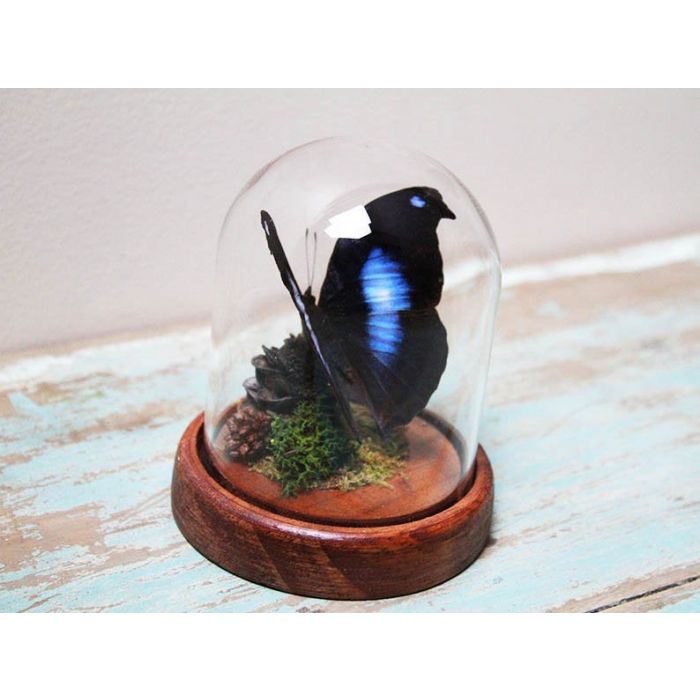 TAXIDERMY- Moonset butterfly in a small Dome