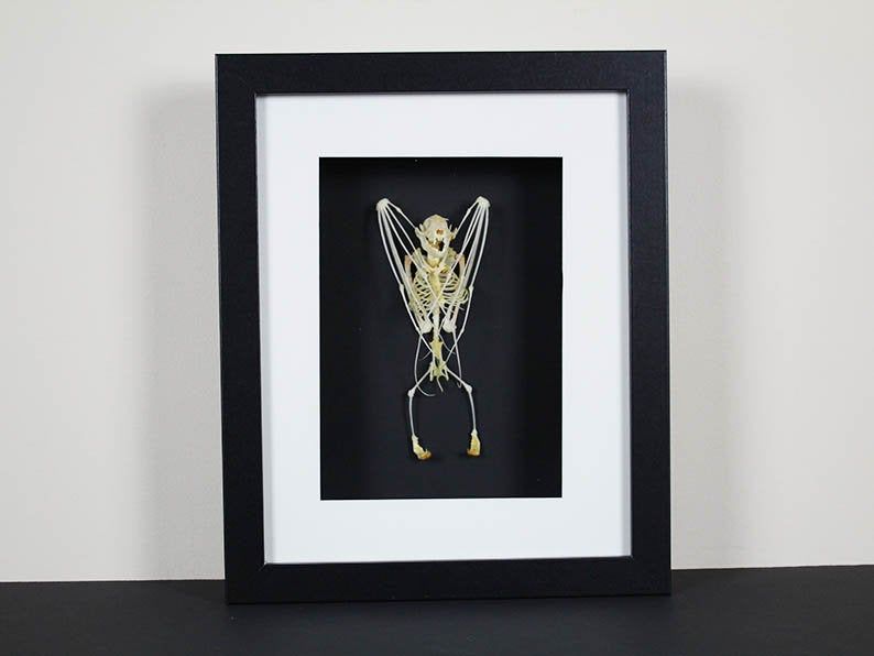 TAXIDERMY- Bat Skeleton Taxidermy in a Frame
