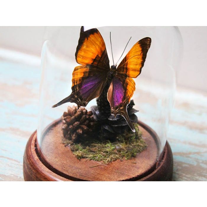 TAXIDERMY- Marpesia marcella Purple Daggerwing Butterfly in a Small Dome