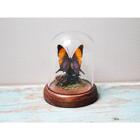 TAXIDERMY- Marpesia marcella Purple Daggerwing Butterfly in a Small Dome