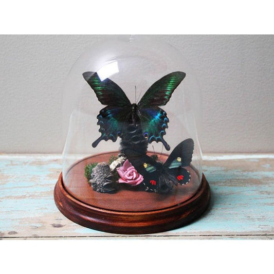 TAXIDERMY- Alpine Black Swallowtail Butterfly in a Dome