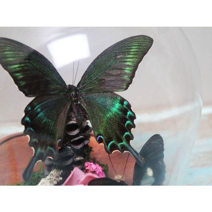 TAXIDERMY- Alpine Black Swallowtail Butterfly in a Dome