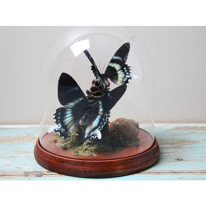 TAXIDERMY- Pair of Zodiac moths in a dome