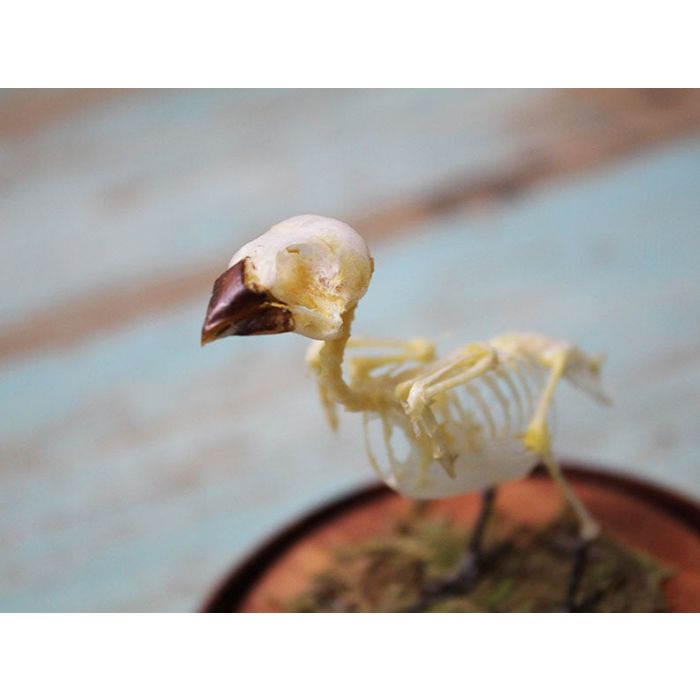 TAXIDERMY- Real Finch bird skeleton, Lonchura punctulata, in a dome