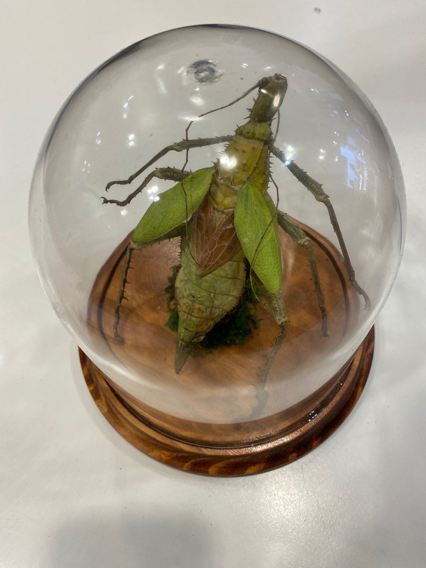 TAXIDERMY - Heteropteryx dilata in a Dome