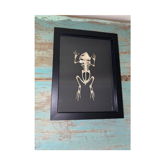 TAXIDERMY- Duttaphrynus melanostictus Asian Black Spined Toad in a Black Frame