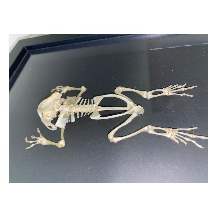TAXIDERMY- Duttaphrynus melanostictus Asian Black Spined Toad in a Black Frame