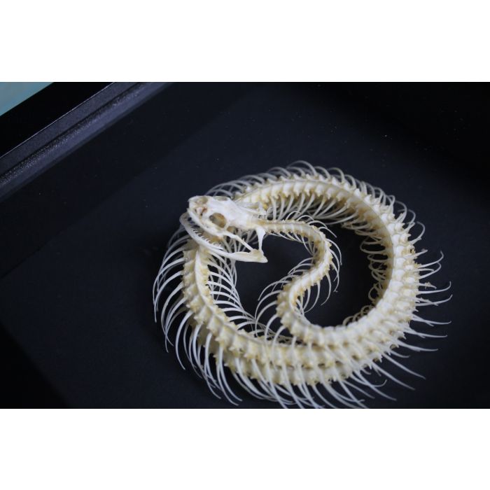 TAXIDERMY- Coiled Snake Skeleton in a Frame