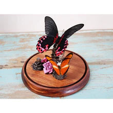TAXIDERMY- Papilio rumanzovia in a Decorative Dome