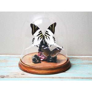 TAXIDERMY- Graphium androclese Swordtail Butterfly in a Dome