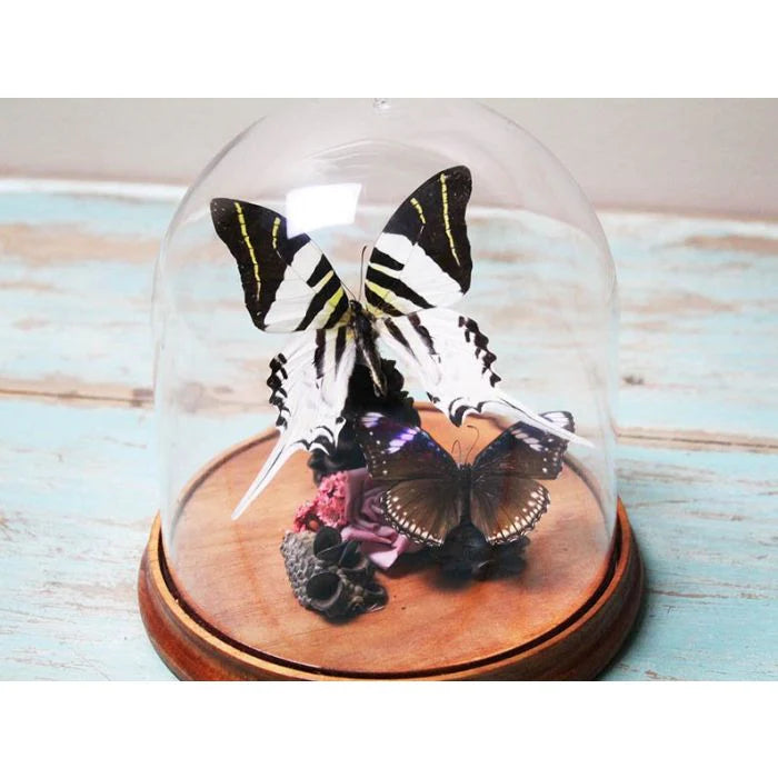 TAXIDERMY- Graphium androclese Swordtail Butterfly in a Dome