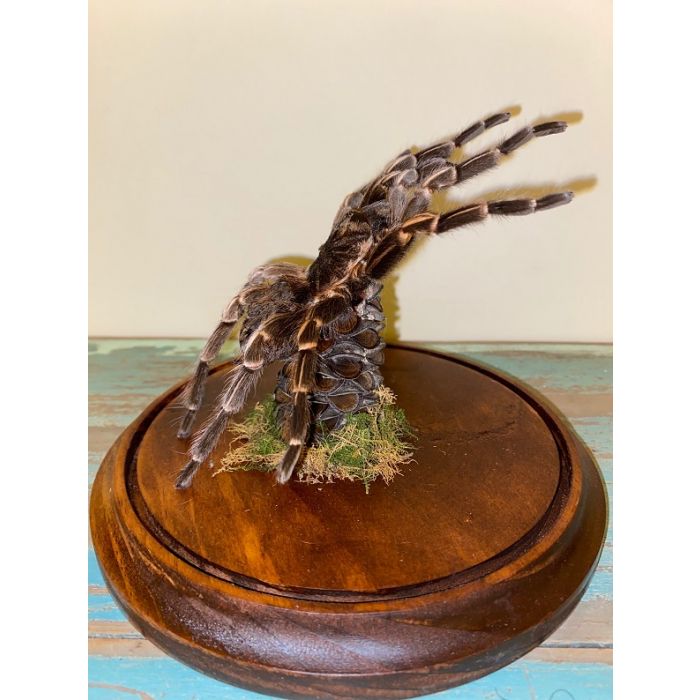 TAXIDERMY- Acanthoscurria juruenicola White Striped Tarantula in a Dome