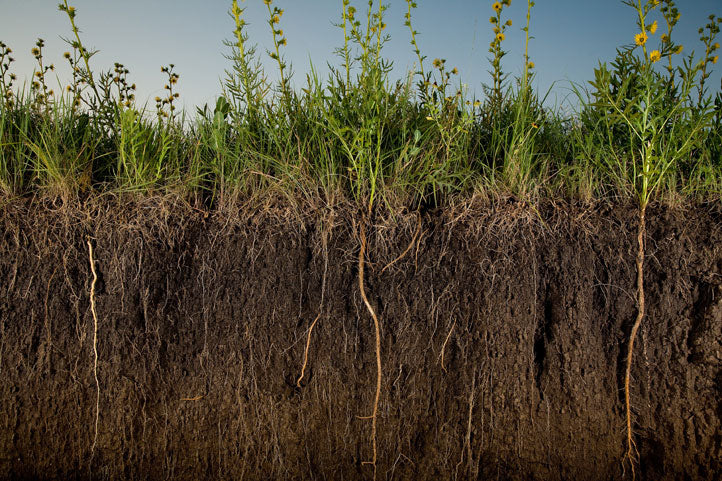 Regenerative grazing helps to revitalize grasslands