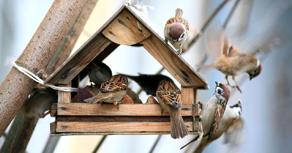 Merchandising badning Wedge Havens Fugle | Hvad Spiser Fuglene i Din Have? | Læs Mere Her
