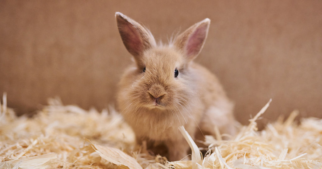 Måske Editor Mor Hvad Spiser Kaniner? | Læs bl.a. Hvad Kaniner må Spise Her