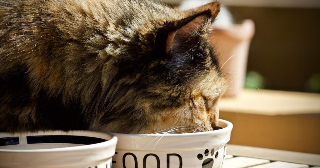 Pas på Slapper af Monarch Hvad spiser Katte | Læs her om Hvad & Hvor meget Katte må Spise