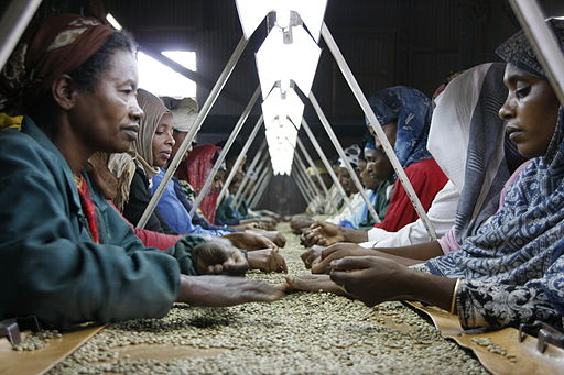 Hand Sorting Coffee in Ethiopia