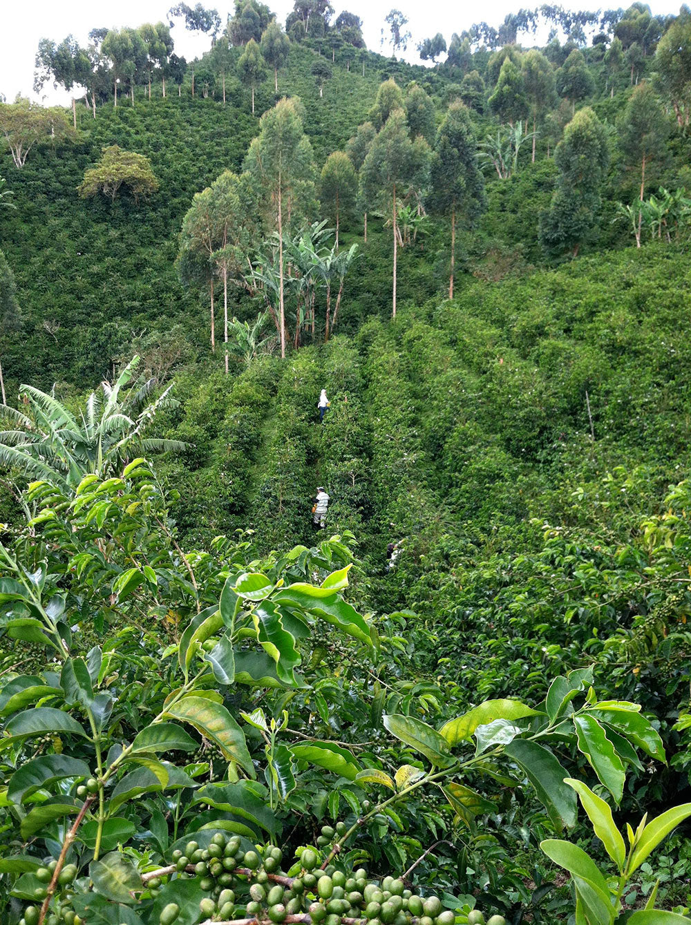 Looking out over Cerro Azul