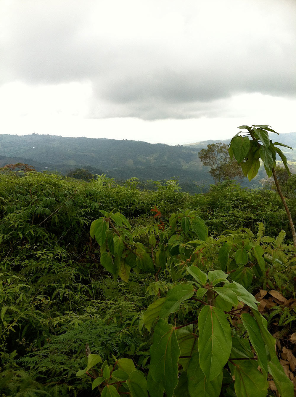 The Cordillera Occidental