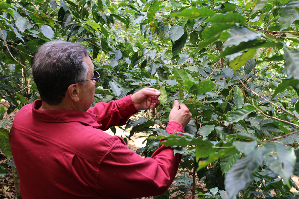 Miguel Menendez Sr examines coffee plants showing the earliest stages of Roya infection.