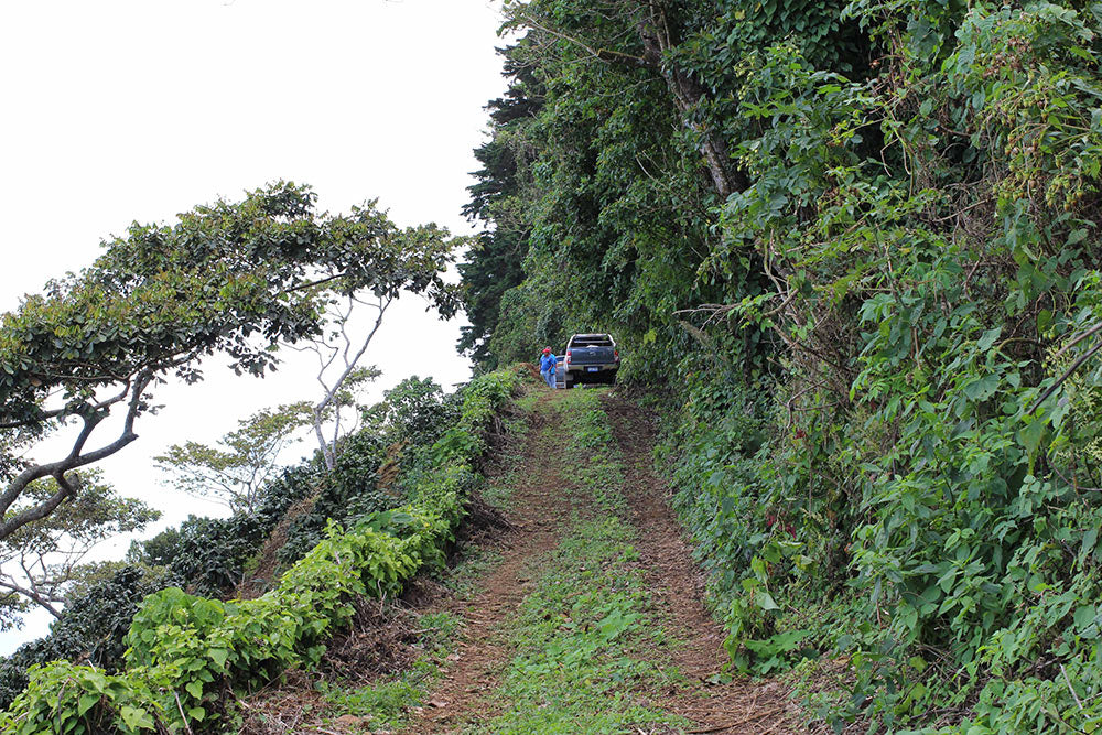 Las Delicias stretches into the clouds, with the native forest on the right and Pacamara plants on the left.