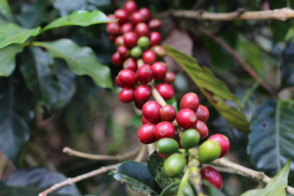 The branch of a Pacamara plant ready for harvest.