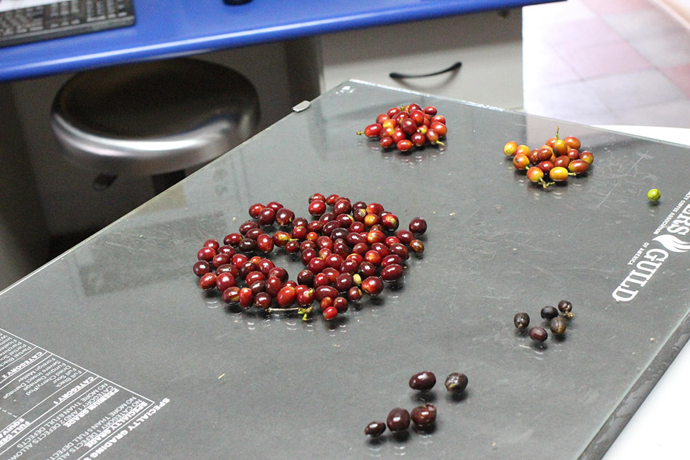 Each lot of ripe coffee fruit that is brought into El Manzano receives a grade based on quality