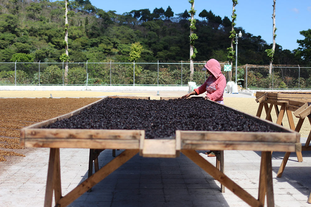 Cascara being dried on raised beds.