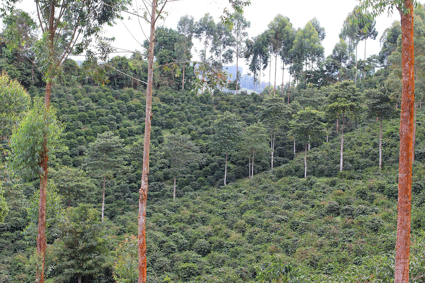 The upper reaches of Finca Cerro Azul