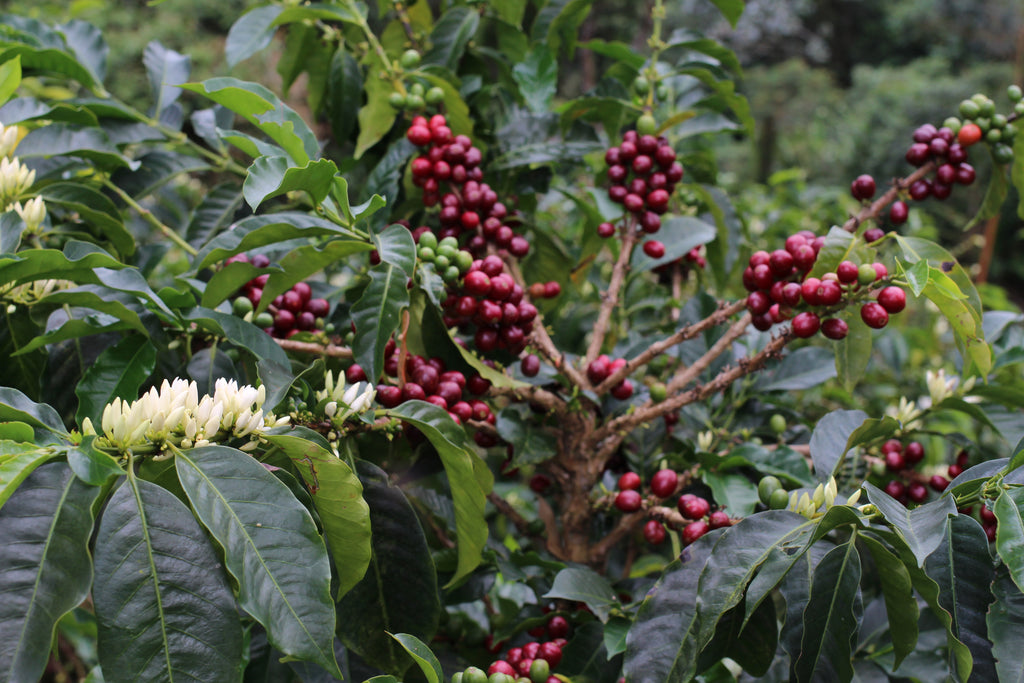 Coffee Cherries and Blossoms