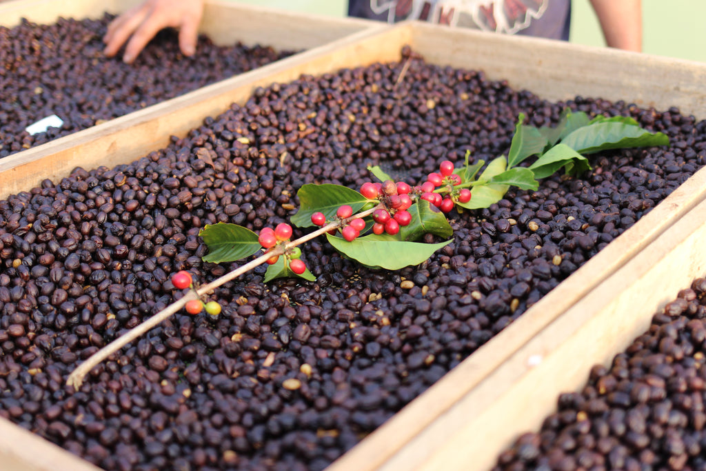 Dried cherries