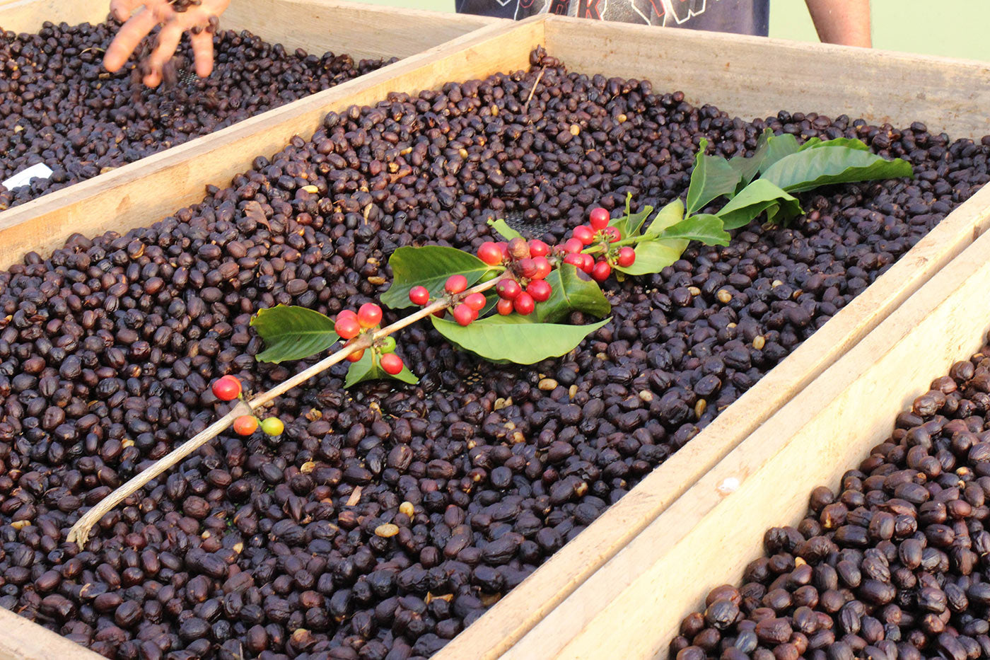 <div id="attachment_578" class="wp-caption aligncenter"> <p class="wp-caption-text">Natural processed coffee on raised African style beds at Granja La Esperanza</p> </div> <p> </p>