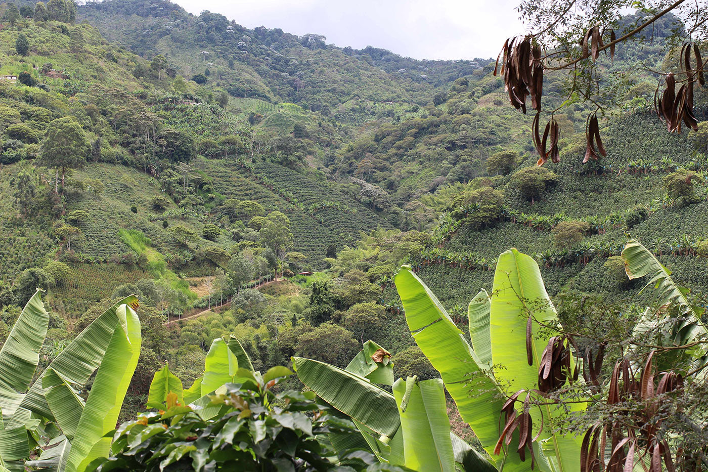 Finca Las Margaritas on both sides of the valley