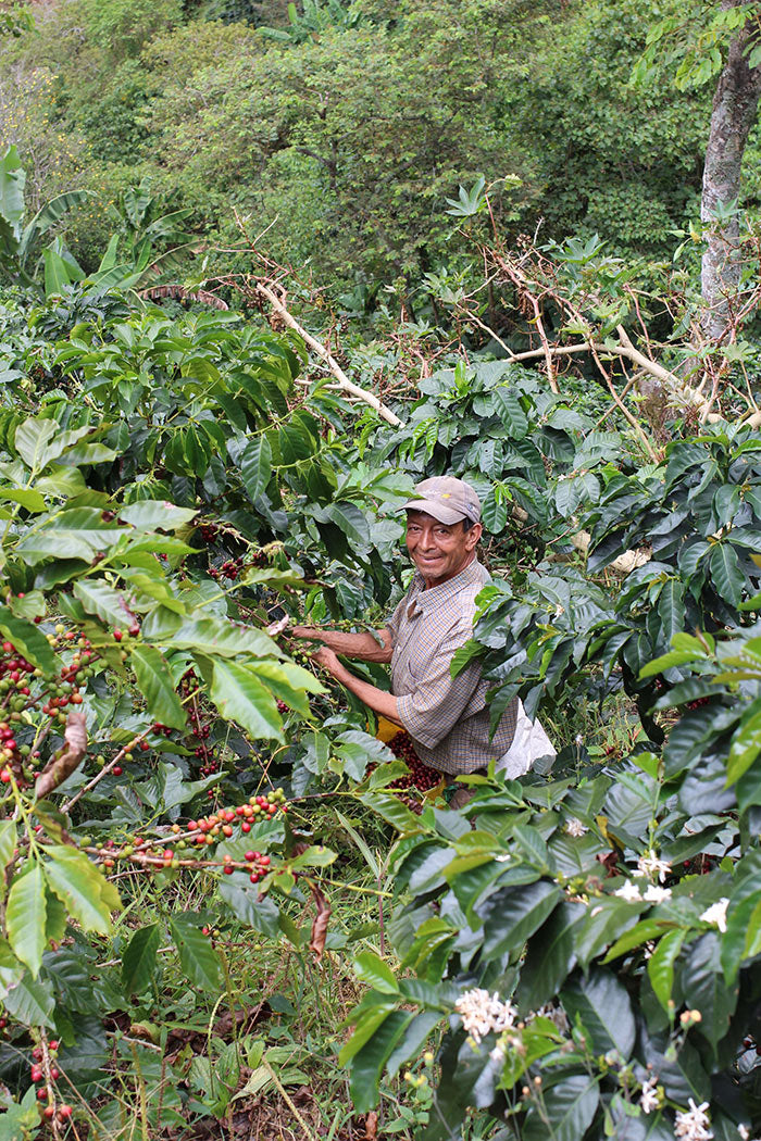 Harvesting coffee at Finca Potosi