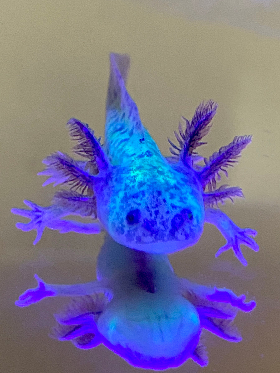 axolotl