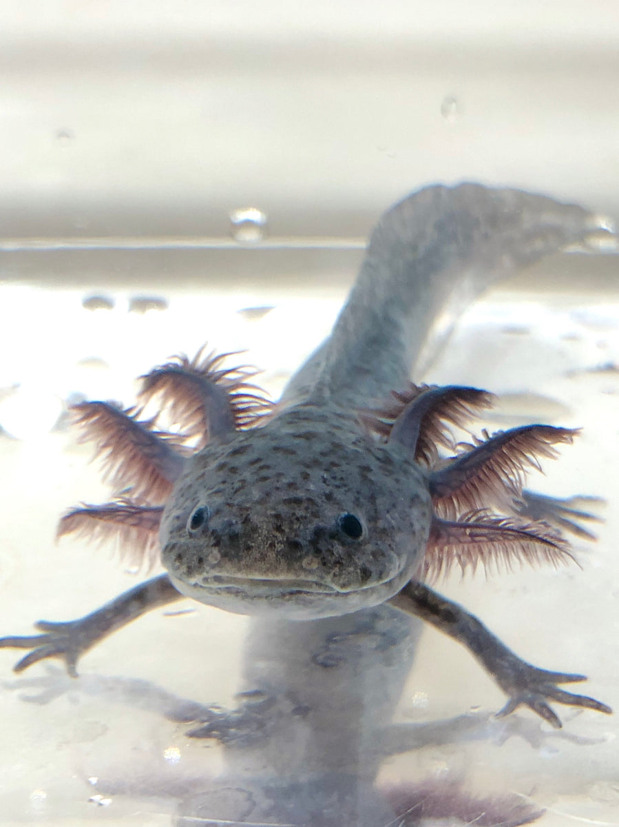 axolotls melanoid hue axanthic axolotl salamander