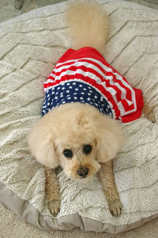 Patriotic Poodle Made in U.S.A.